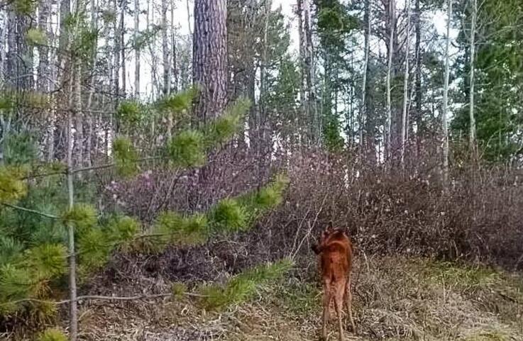 Первый Байкальский