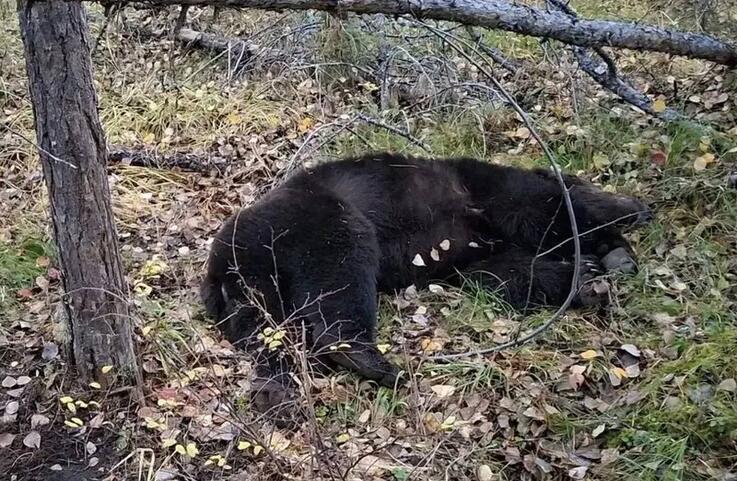 Первый Байкальский