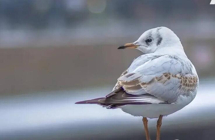 Первый Байкальский