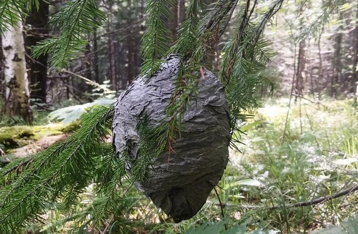 Первый Байкальский