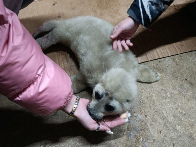 Детеныша нерпы «спасли» от ворон на Байкале