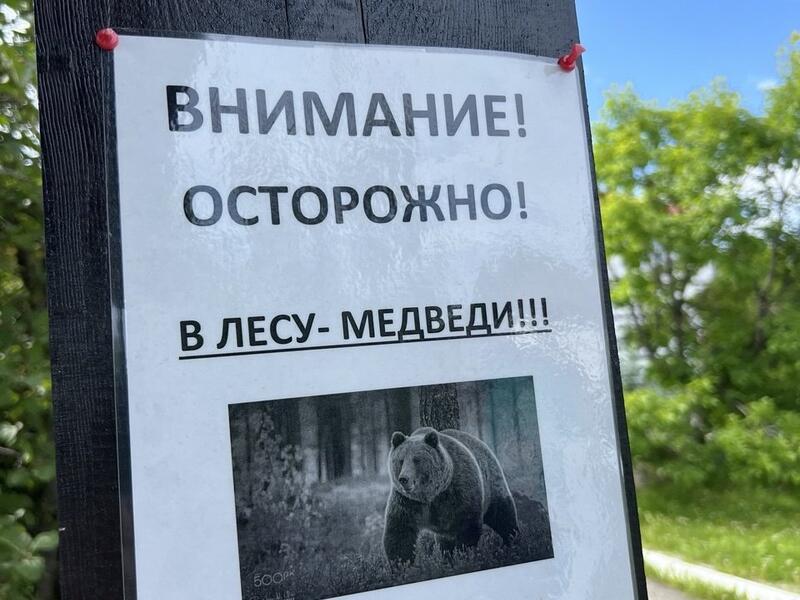 В Бурятии две школы перевели на дистант из-за медведей