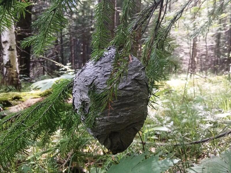 Туристов на Байкале предупредили об опасности лесных ос