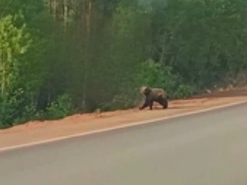 Медведь пришел в центральный район Братска