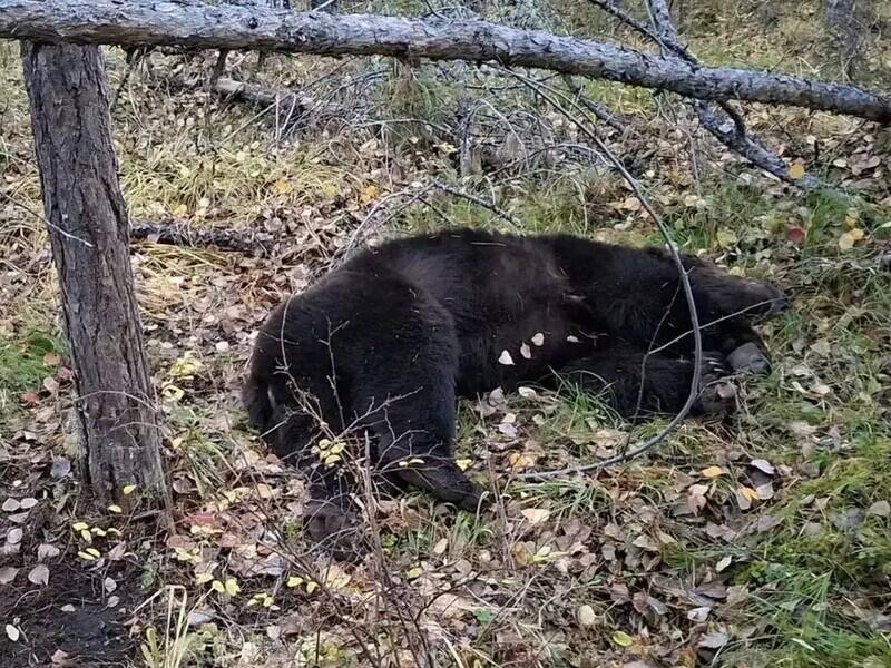От нападений медведей погибли еще два человека в Иркутской области