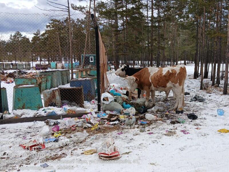 На Ольхоне критически переполнилась единственная мусорная площадка