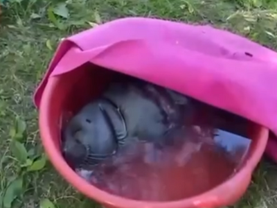 Медведя заметили на территории бывшего БЦБК